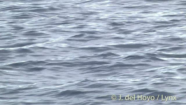dvergpingvin - ML201455141