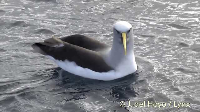 Buller's Albatross - ML201455261