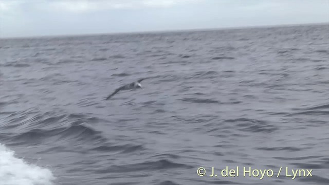 Buller's Albatross - ML201455291