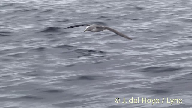 Salvinalbatros - ML201455311