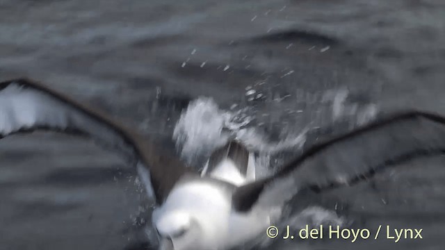 Albatros à cape blanche (steadi) - ML201455321