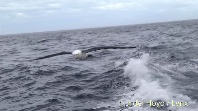 Albatros à cape blanche (steadi) - ML201455381