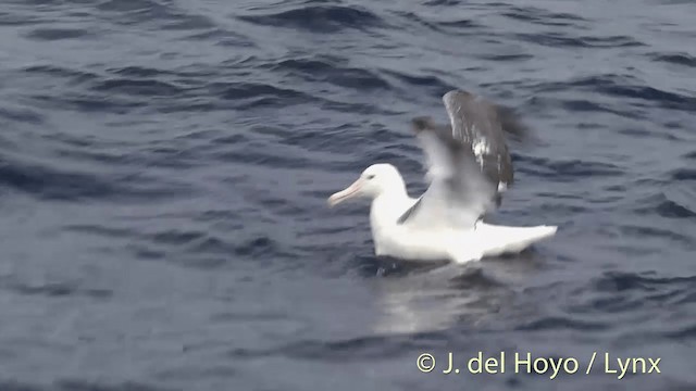 Southern Royal Albatross - ML201455391