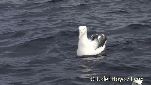 Southern Royal Albatross - ML201455401