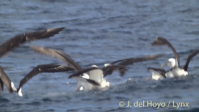 Southern Royal Albatross - ML201455421