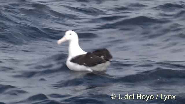 Northern Royal Albatross - ML201455431