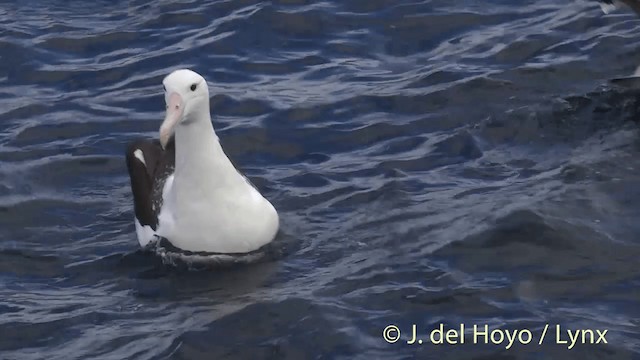 Northern Royal Albatross - ML201455441