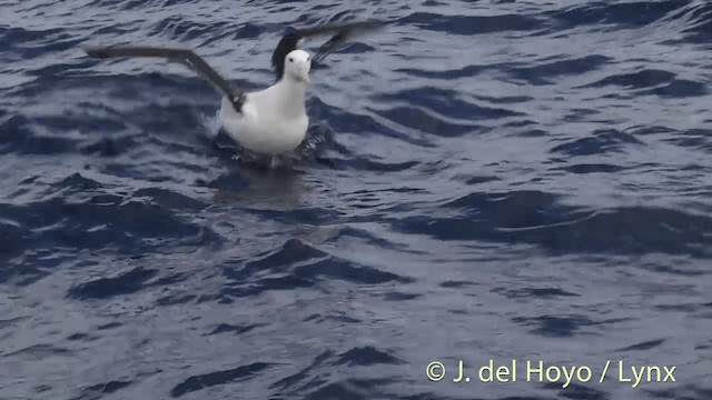 Northern Royal Albatross - ML201455461