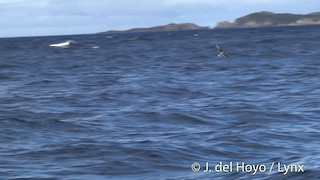  - Cook's Petrel