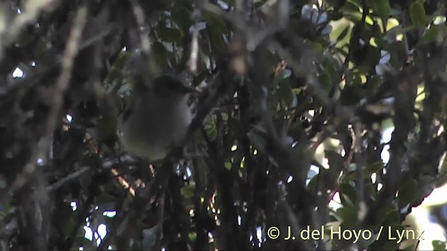 Apapanekleidervogel - ML201455611