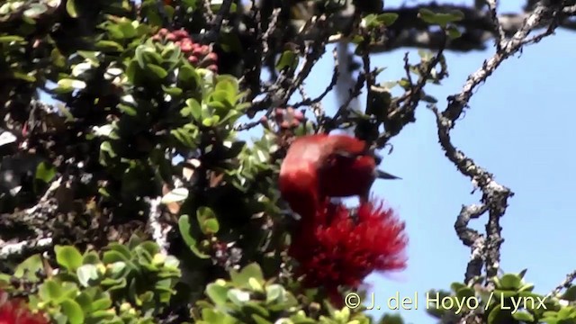 Apapanekleidervogel - ML201455641