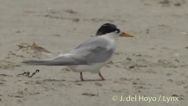 Australian Fairy Tern - ML201455771