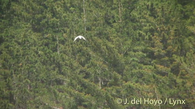 Australian Fairy Tern - ML201455781