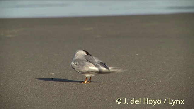 Australian Fairy Tern - ML201455791