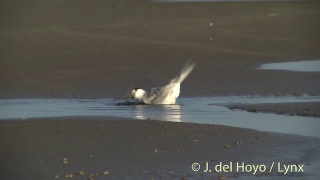 Australian Fairy Tern - ML201455801