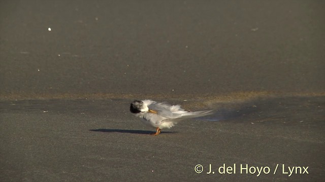 Australian Fairy Tern - ML201455811