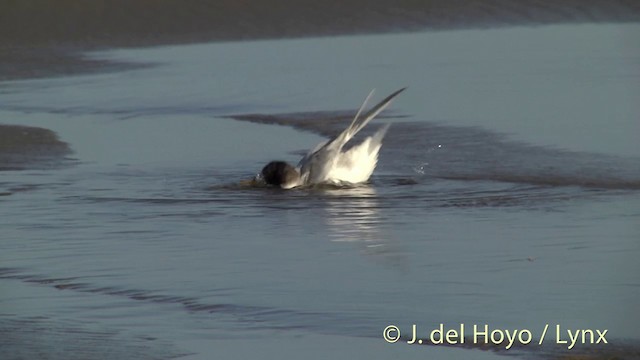 Australian Fairy Tern - ML201455821