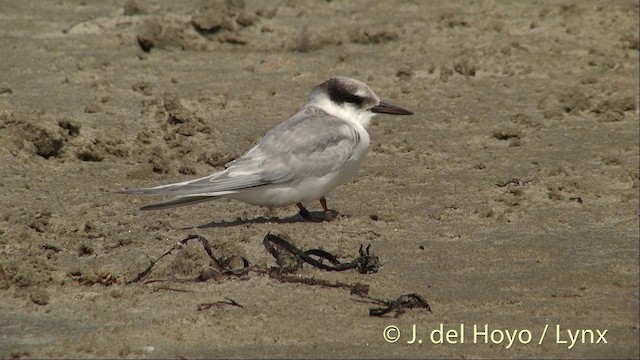 Australian Fairy Tern - ML201455831