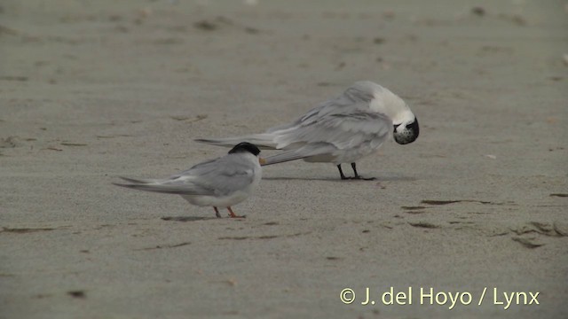 Australian Fairy Tern - ML201455841