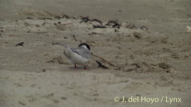 Australian Fairy Tern - ML201455851