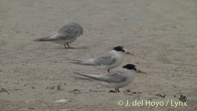 Australian Fairy Tern - ML201455861