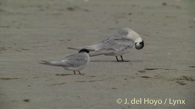 White-fronted Tern - ML201455871