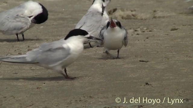 White-fronted Tern - ML201455881