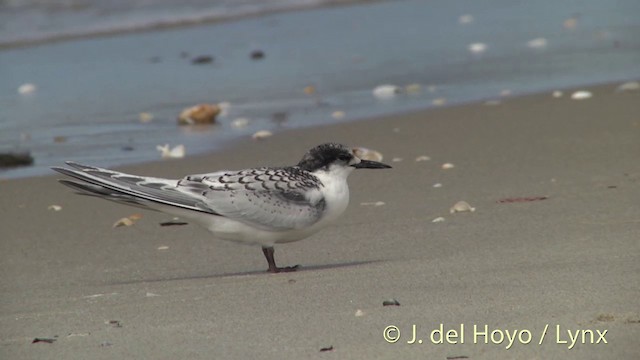 White-fronted Tern - ML201455911