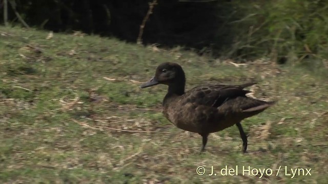 čírka novozélandská - ML201455941