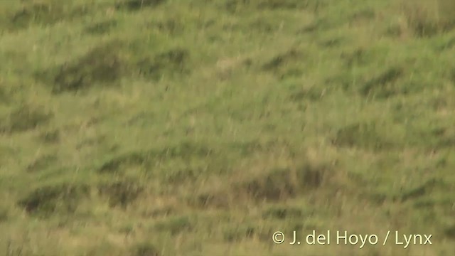 Aguilucho Lagunero del Pacífico - ML201455981