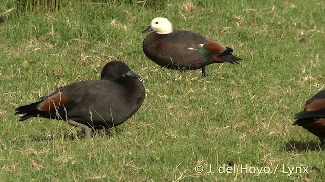 Paradise Shelduck - ML201456001