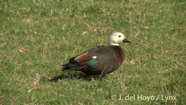 Paradise Shelduck - ML201456011