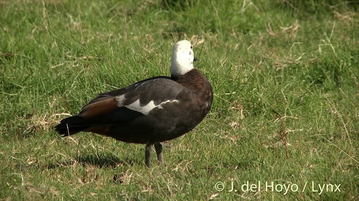 Video - Paradise Shelduck - Tadorna variegata - Birds of the World