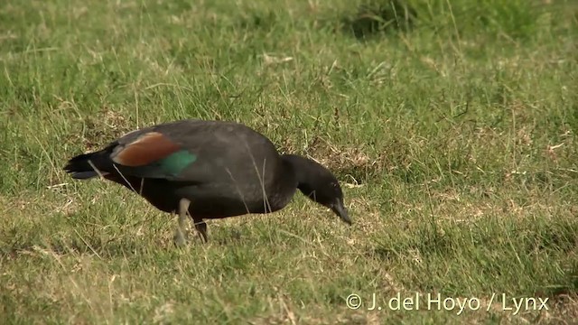 Paradise Shelduck - ML201456031