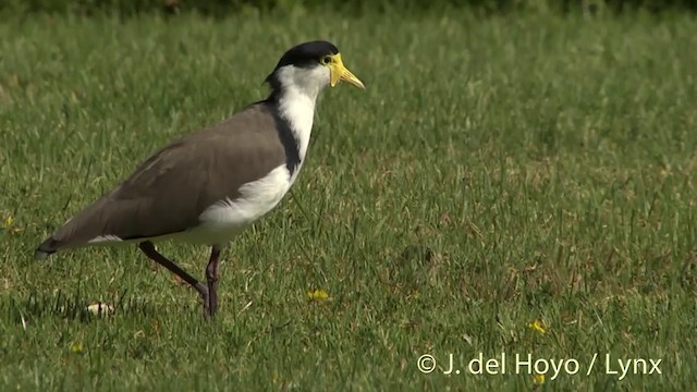 Masked Lapwing - ML201456041