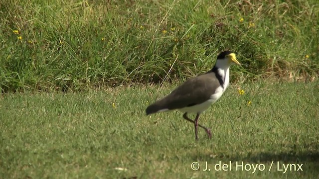 Masked Lapwing - ML201456051