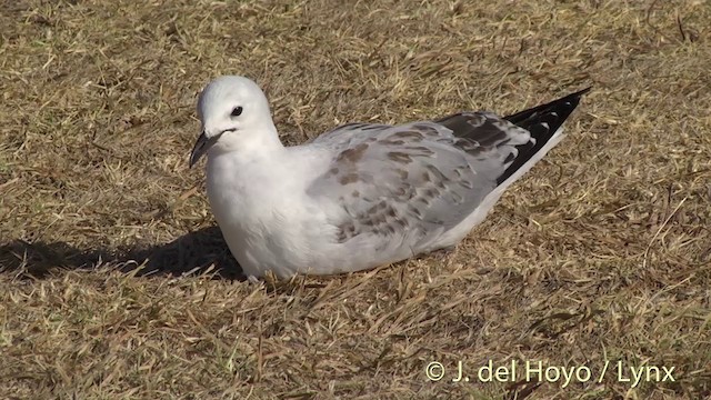 Silver Gull (Red-billed) - ML201456091