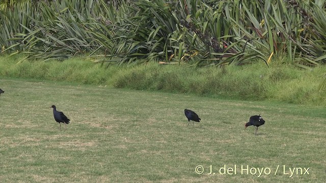 Australasian Swamphen - ML201456141