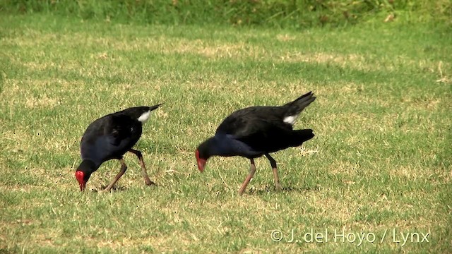 Australasian Swamphen - ML201456151