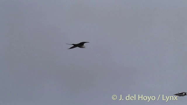 Sabine's Gull - ML201456181