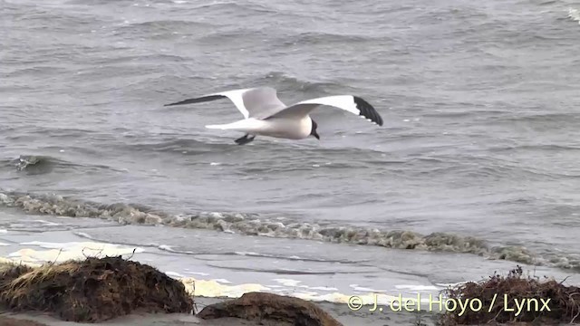 Sabine's Gull - ML201456191