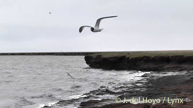 Sabine's Gull - ML201456211