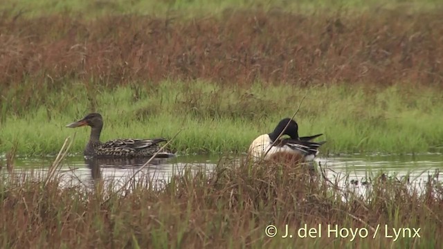 Northern Shoveler - ML201456251