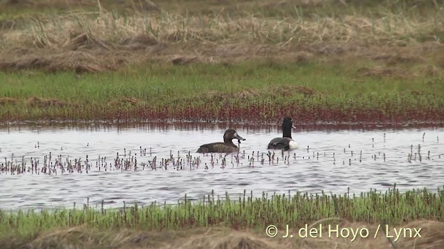 Greater Scaup - ML201456341