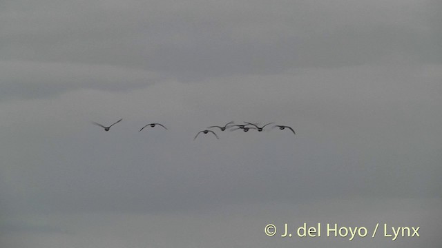 Cackling Goose (minima) - ML201456351