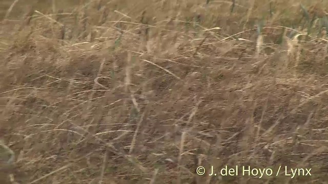 Dunlin (pacifica/arcticola) - ML201456381