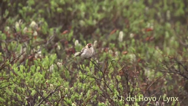 Hoary Redpoll (exilipes) - ML201456401