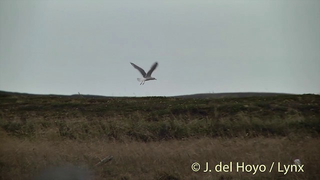 Short-billed Gull - ML201456431