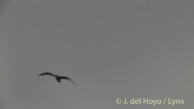 Glaucous Gull - ML201456441