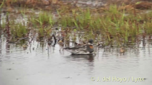 Red-necked Phalarope - ML201456461